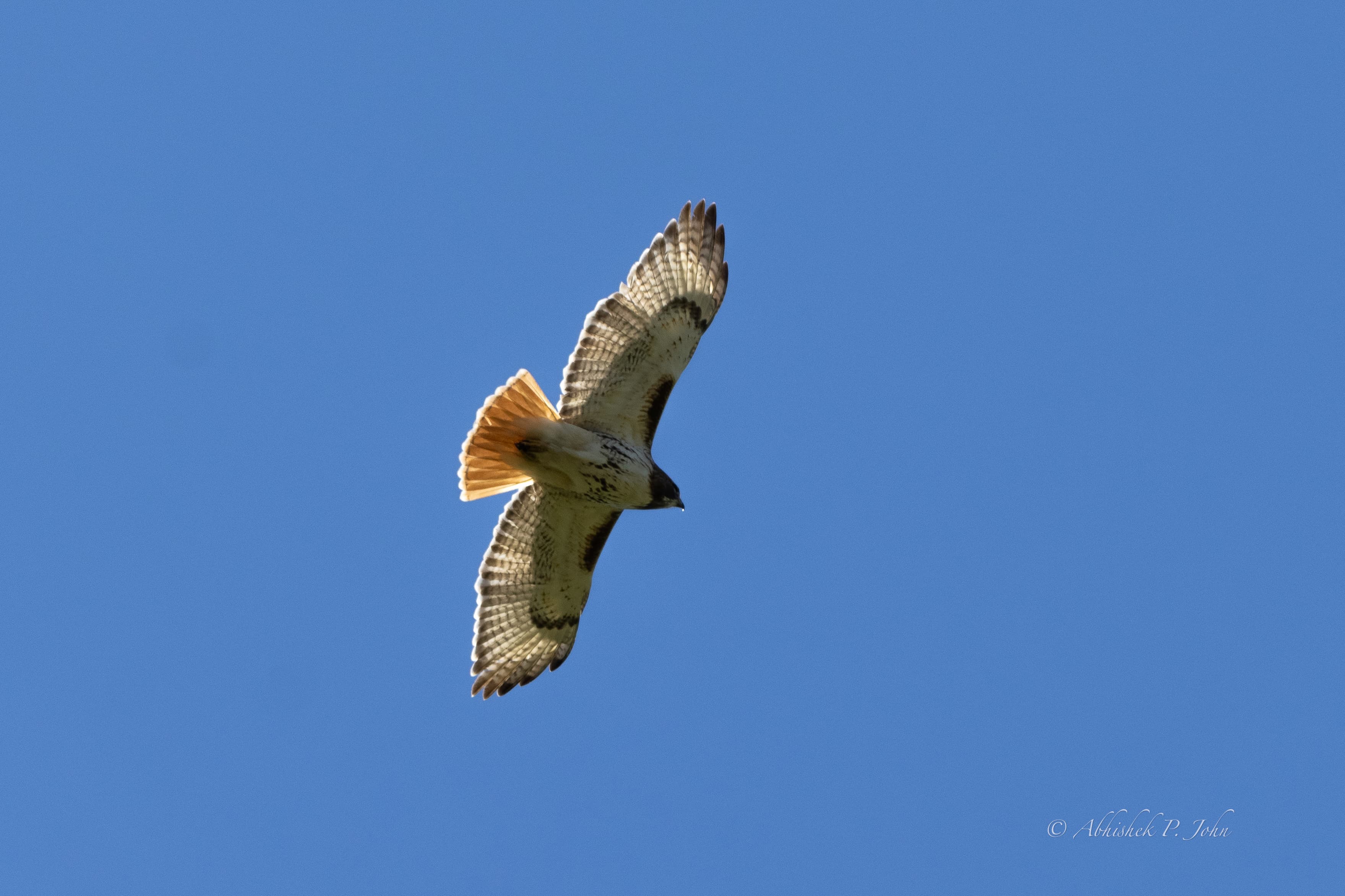 Cooper’s Hawk, Boston