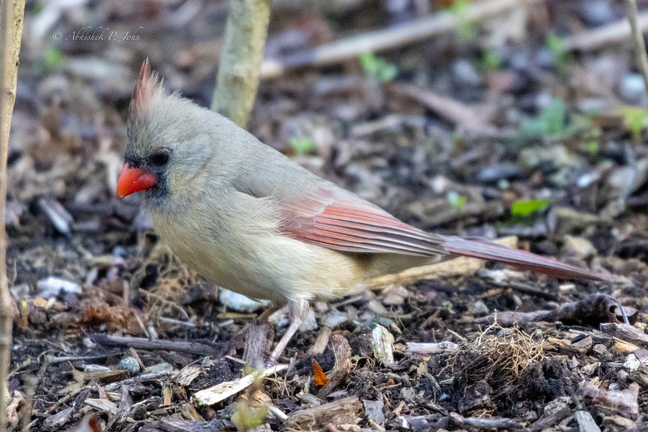Northern Cardinal, Boston