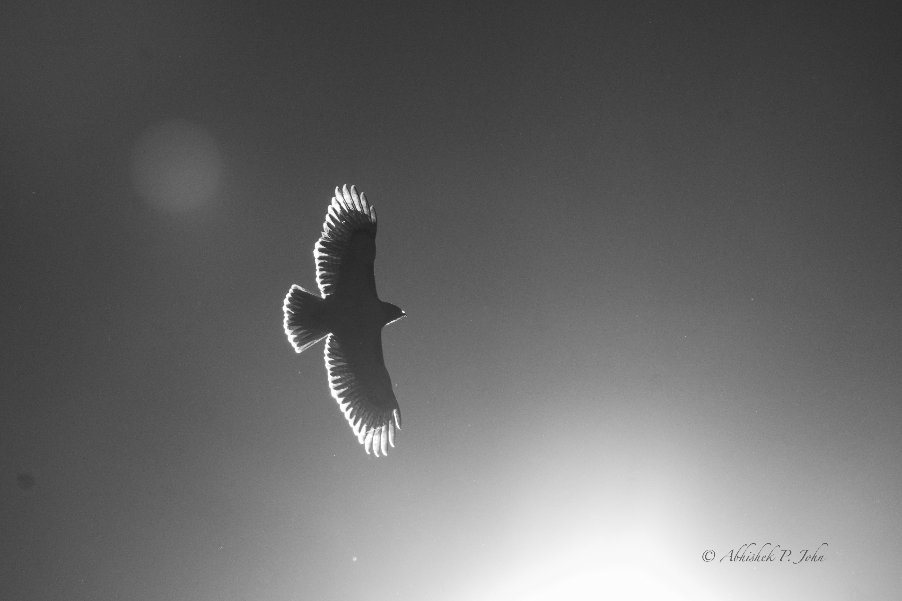 Cooper’s Hawk, Boston