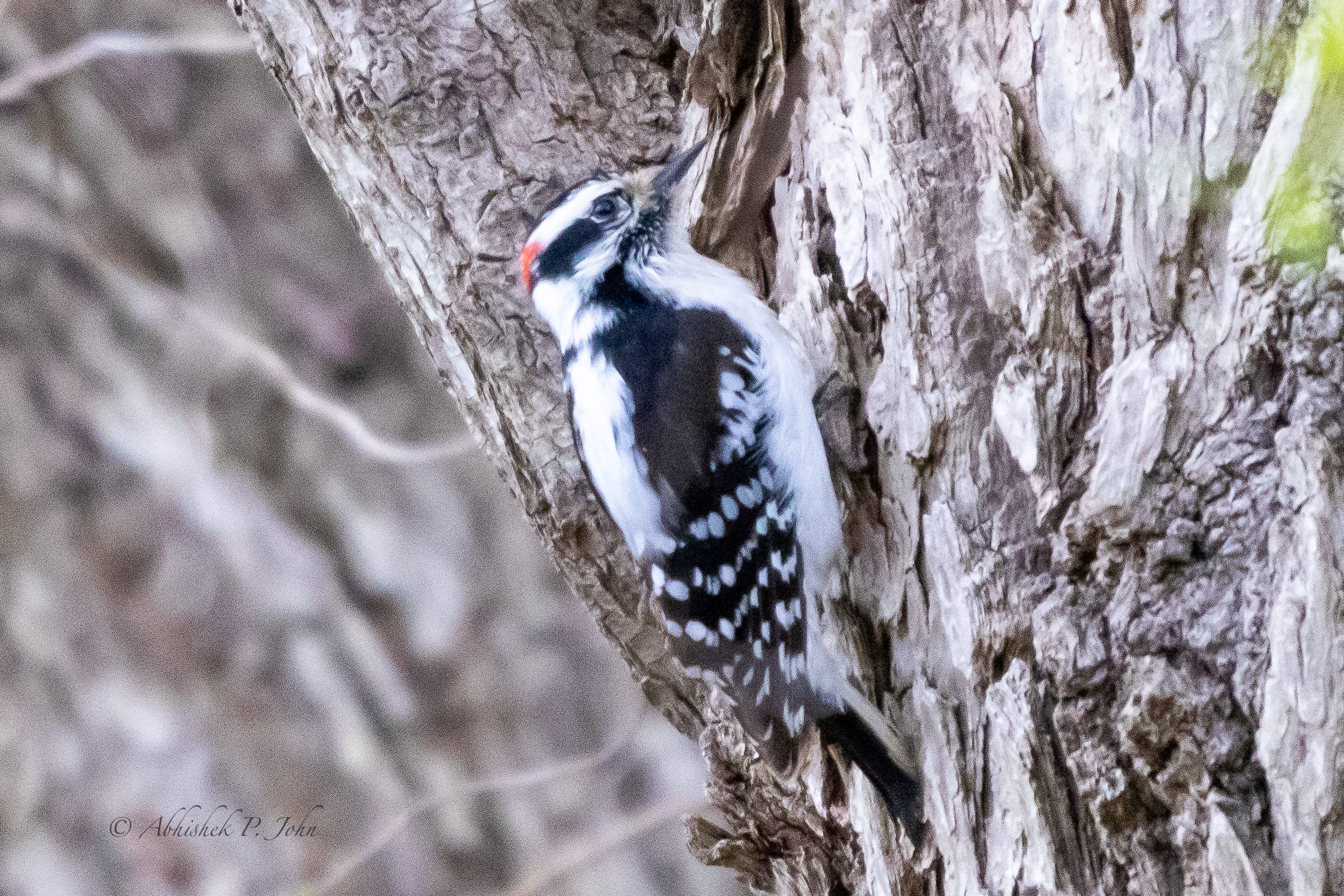 Downy Woodpecker, Boston