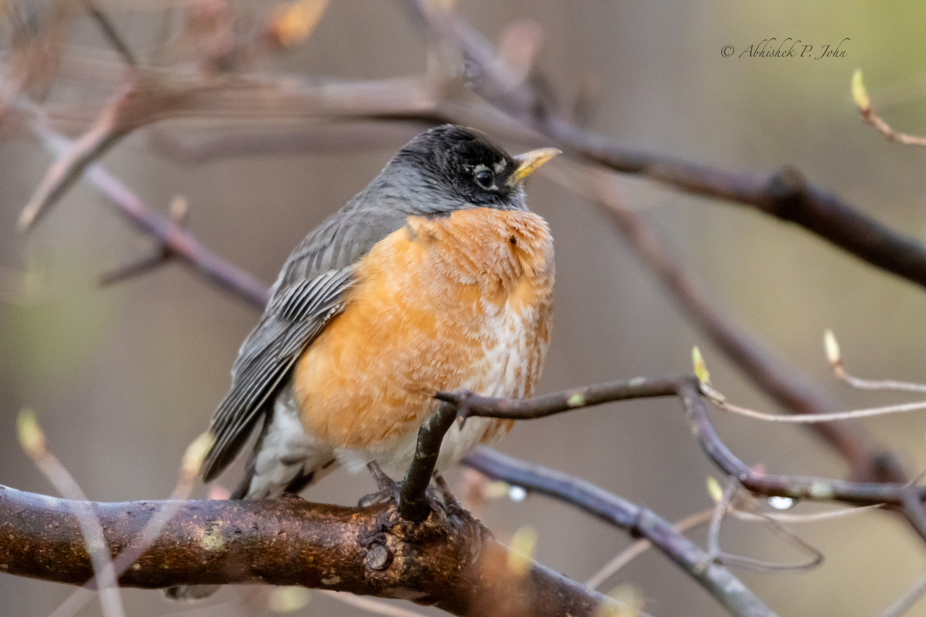 American Robin, Boston
