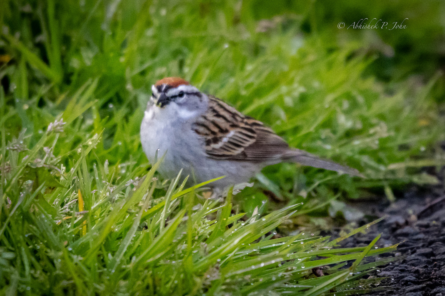 Chipping Sparrow, Boston
