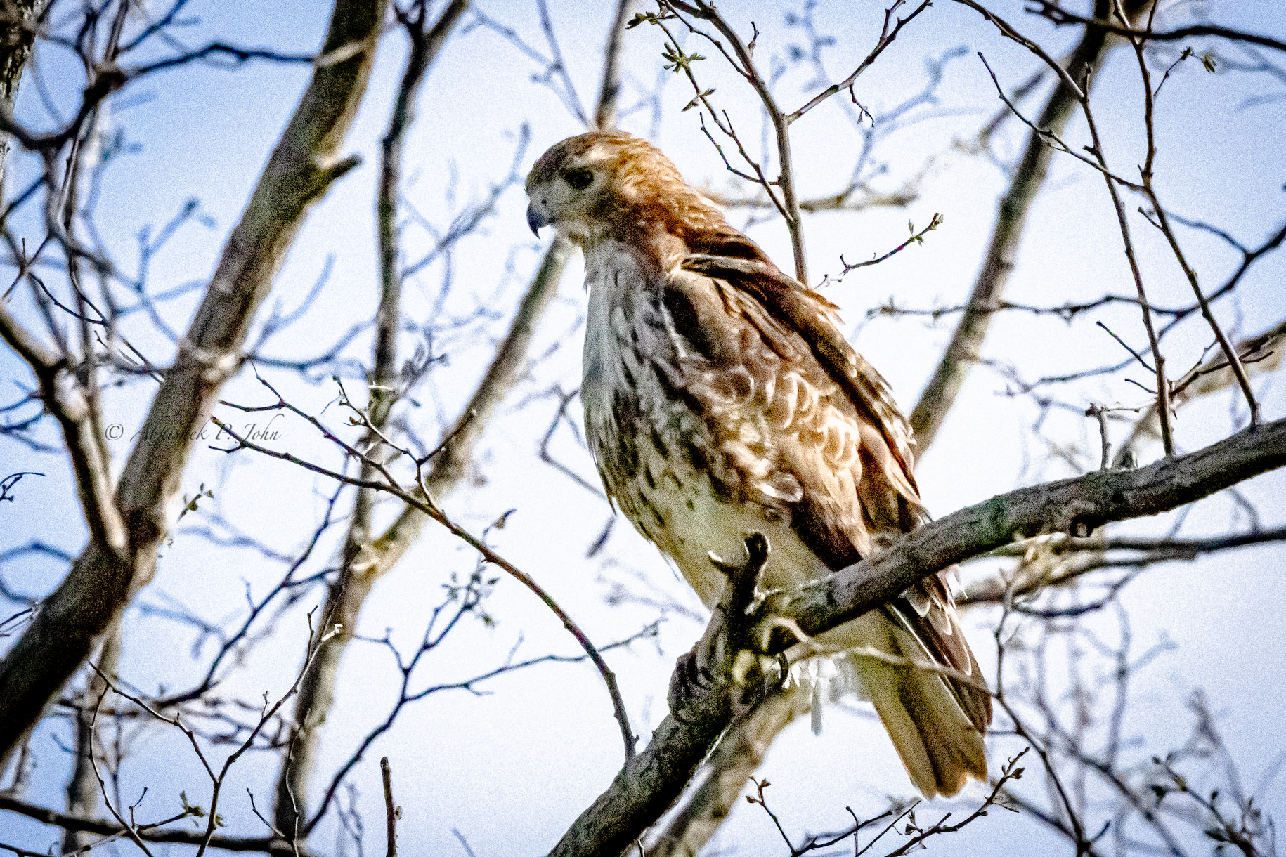 Red-tailed Hawk, Boston