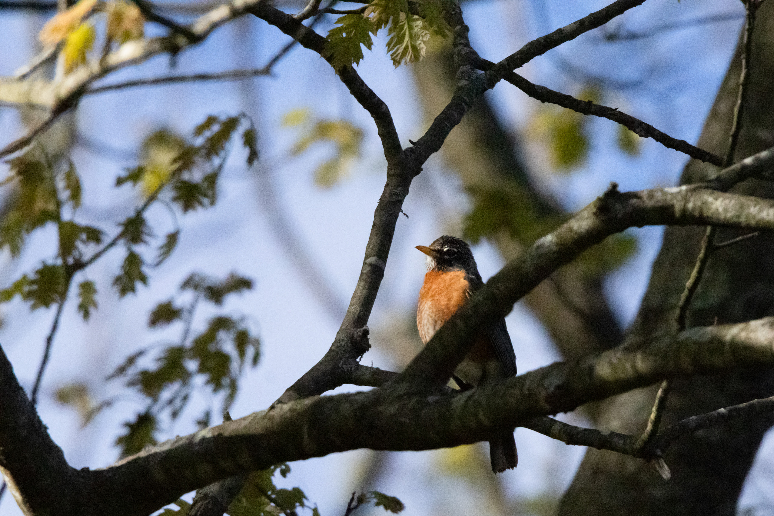 American Robin, Boston